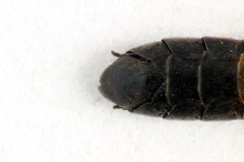 Emphytus calceatus