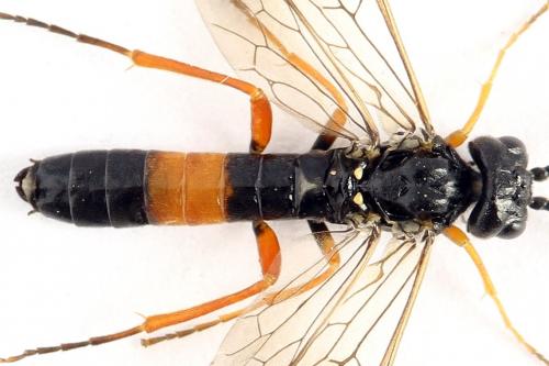 Emphytus calceatus