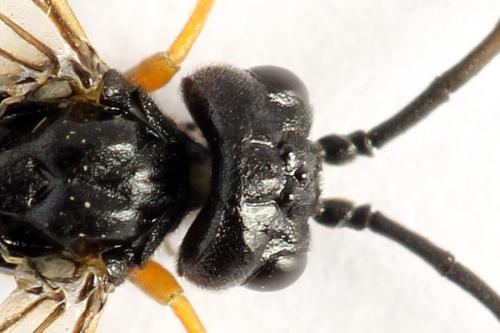 Emphytus calceatus
