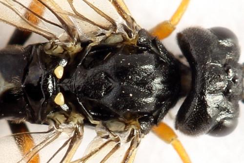 Emphytus calceatus