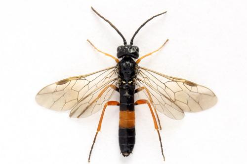 Réf. 271 830 : Emphytus calceatus
