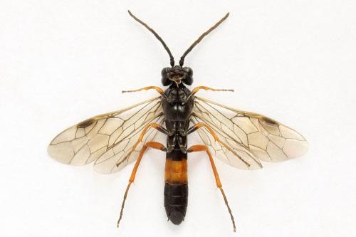 Emphytus calceatus