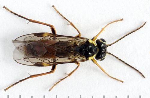 Réf. 271 797 : Aglaostigma fulvipes