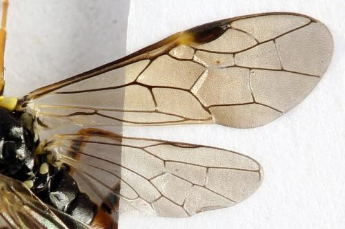 Aglaostigma fulvipes