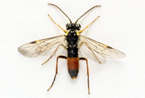 Réf. 271 812 : Aglaostigma fulvipes