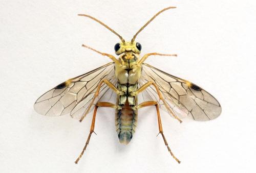 Aglaostigma fulvipes