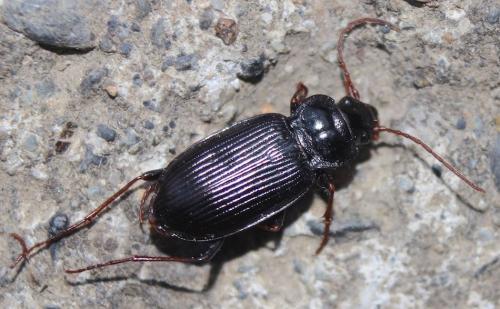 Réf. 271 470 : Nebria sp.
