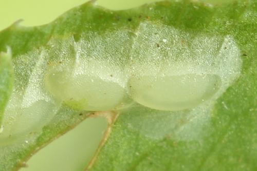 Réf. 271 600 : Tenthredo notha