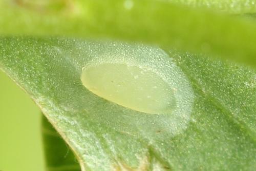 Réf. 271 601 : Tenthredo notha