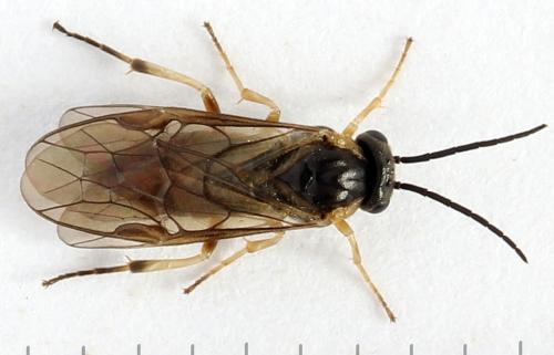 Réf. 271 623 : Pristiphora insularis