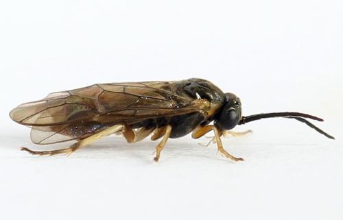 Pristiphora insularis