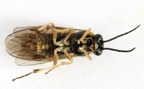 Pristiphora insularis