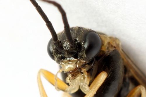 Réf. 271 627 : Pristiphora insularis