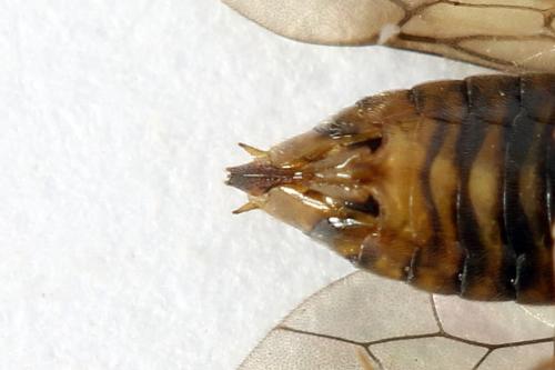 Pristiphora insularis