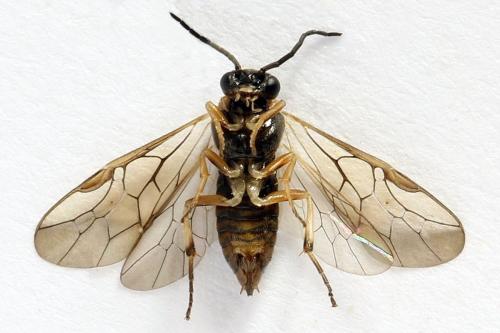 Réf. 271 638 : Pristiphora insularis