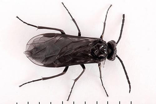 Empria sexpunctata