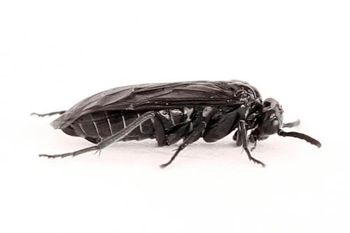 Empria sexpunctata