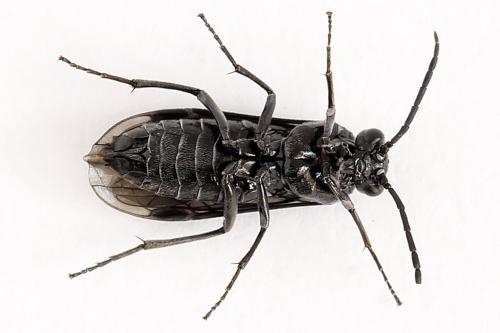 Empria sexpunctata
