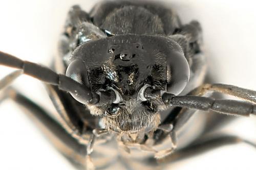 Empria sexpunctata