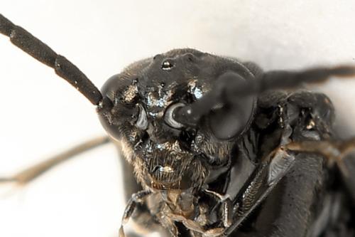 Empria sexpunctata