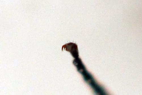 Empria sexpunctata