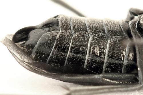 Empria sexpunctata