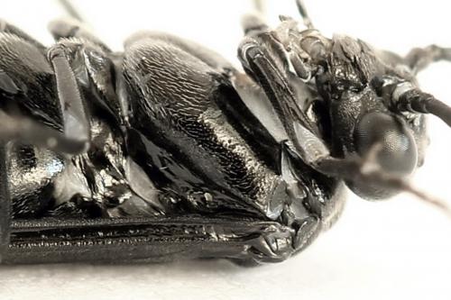 Empria sexpunctata