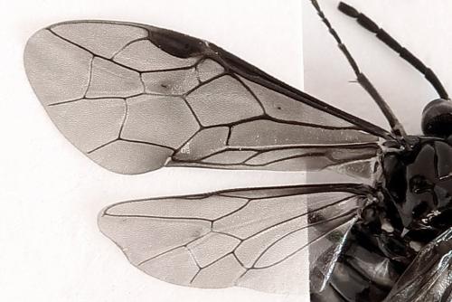 Empria sexpunctata