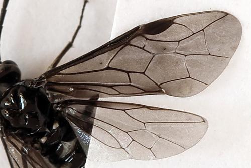 Empria sexpunctata