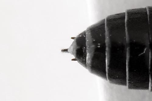 Empria sexpunctata