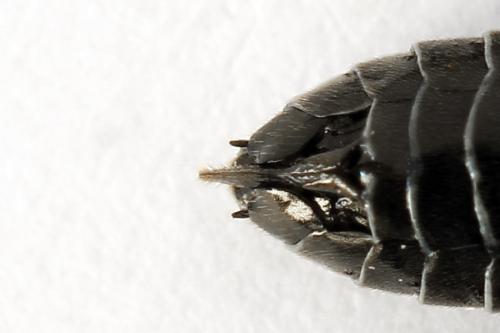 Empria sexpunctata