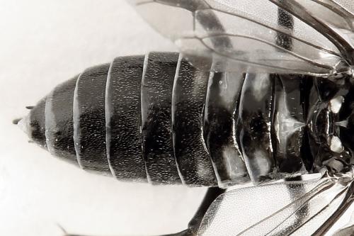 Empria sexpunctata
