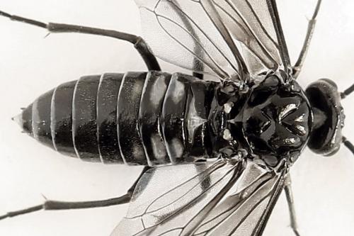 Empria sexpunctata