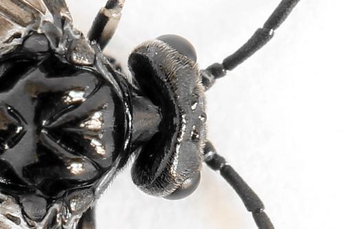 Empria sexpunctata