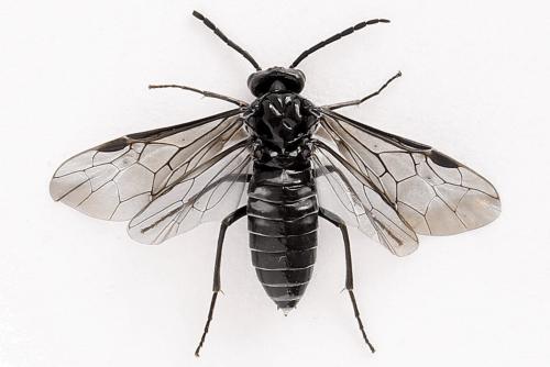 Empria sexpunctata
