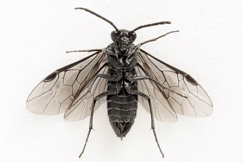 Empria sexpunctata