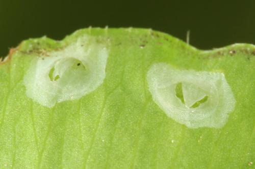 Réf. 271 602 : Tenthredo notha
