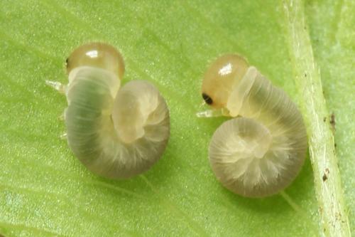Réf. 271 603 : Tenthredo notha