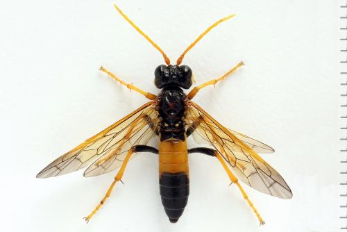 Tenthredo campestris