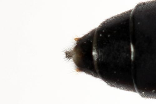 Réf. 271 985 : Tenthredo campestris