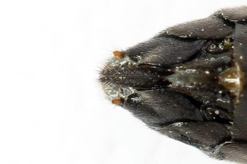 Tenthredo campestris