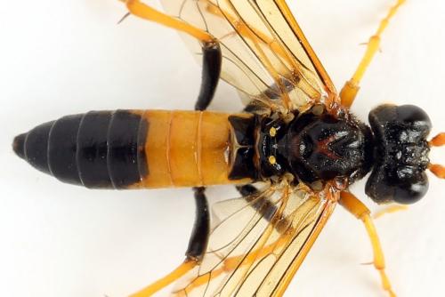 Tenthredo campestris