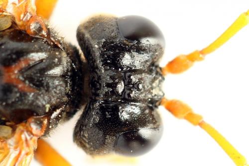 Réf. 271 976 : Tenthredo campestris