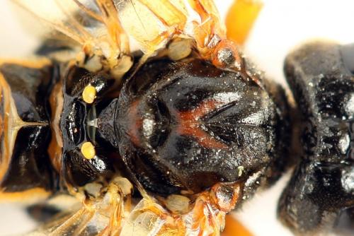 Réf. 271 975 : Tenthredo campestris