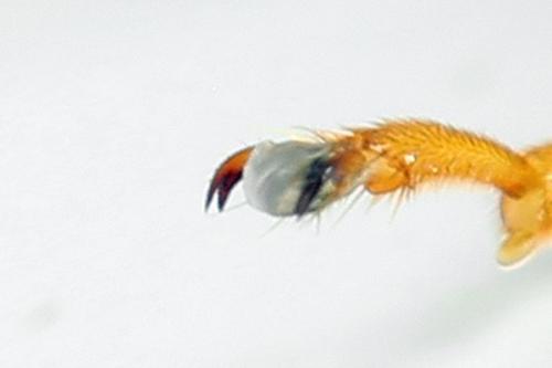 Réf. 271 977 : Tenthredo campestris