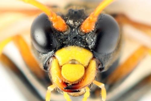 Réf. 271 978 : Tenthredo campestris