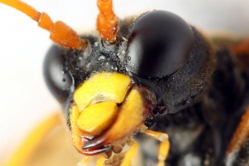 Réf. 271 979 : Tenthredo campestris