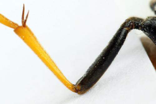 Réf. 271 980 : Tenthredo campestris