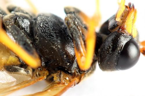 Réf. 271 982 : Tenthredo campestris