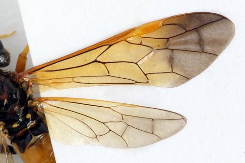 Réf. 271 984 : Tenthredo campestris